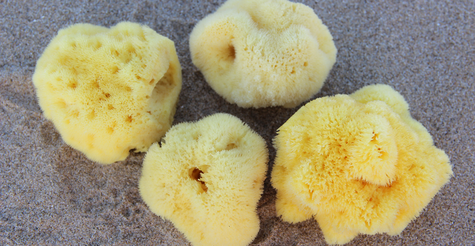 Set 7 Spugne Naturali Per Pittura - Arte, Artigianato, Ceramica, Texture, Dimensioni 4.8cm, Riutilizzabili - Foto 2